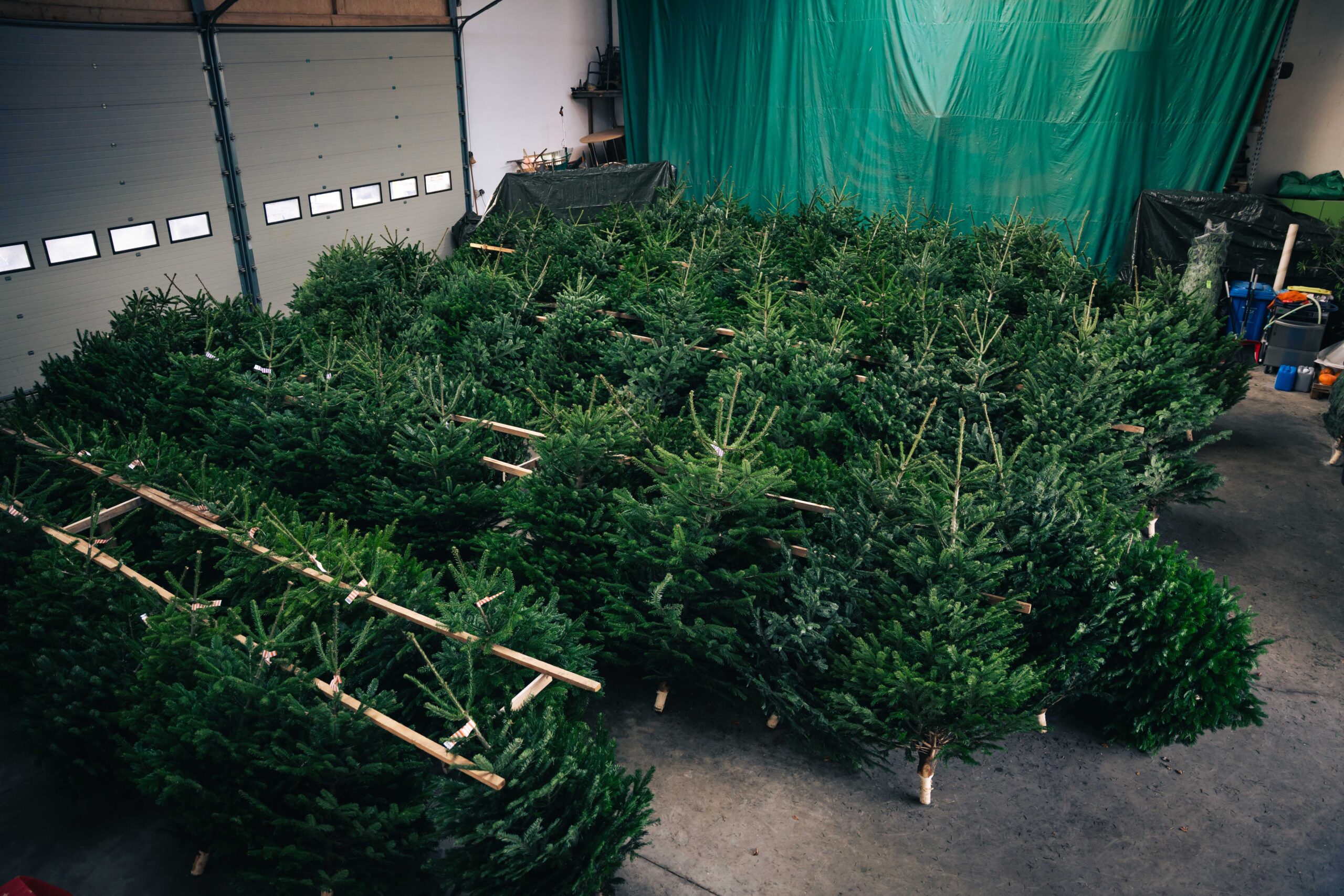 Christbäume/Weihnachtsbäume in Kissing bei Markus Müller